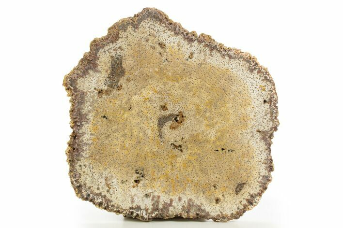 Petrified Palmwood (Palmoxylon) Slab - Myanmar #332982